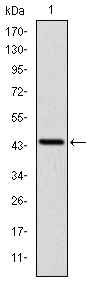 PINCH Antibody