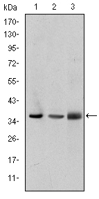 PINCH Antibody