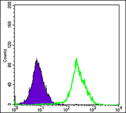 FUK Antibody