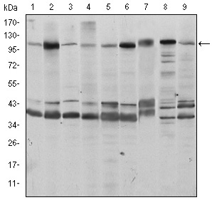 FUK Antibody