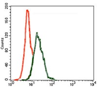 INCENP Antibody