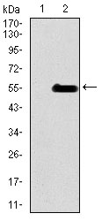 INCENP Antibody