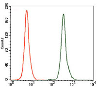 GCNF Antibody