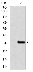 GCNF Antibody