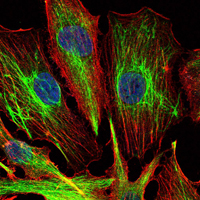 KLHL22 Antibody