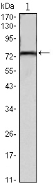 KLHL22 Antibody