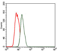 NKX2.2 Antibody