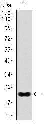 NKX2.2 Antibody