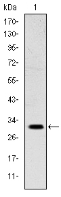 MSX1 Antibody