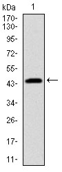 PBK Antibody