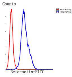 Beta-Actin Antibody