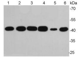 Beta-Actin Antibody