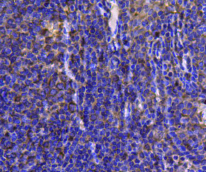 HSP90 Beta Antibody