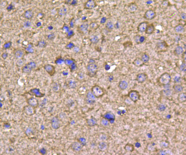 HSP90 Beta Antibody