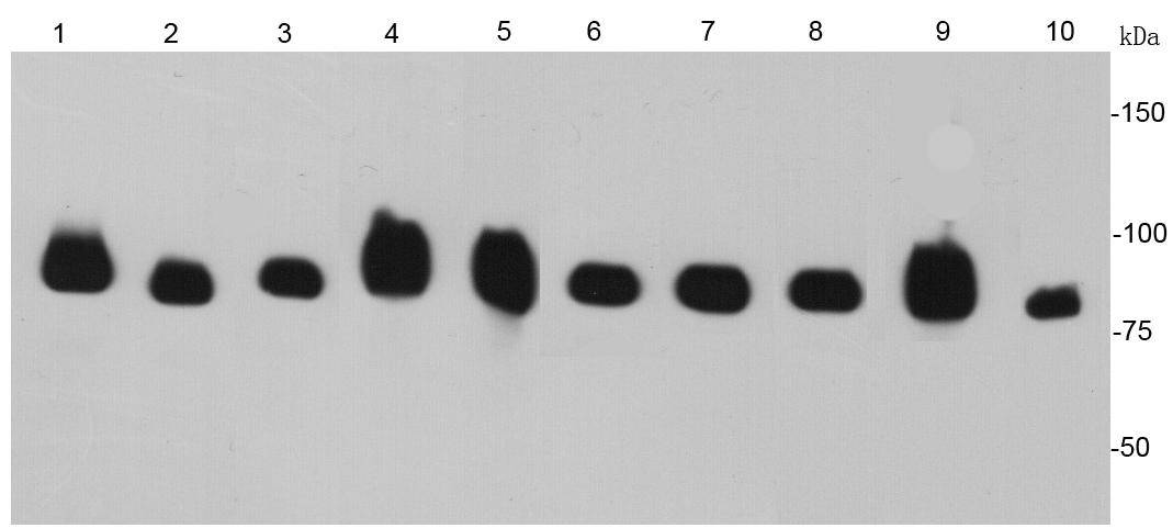 HSP90 Beta Antibody