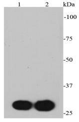 Myc Tag Antibody