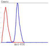 AKT1 Antibody