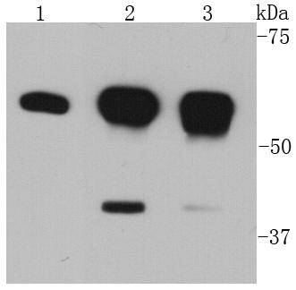 AKT1 Antibody