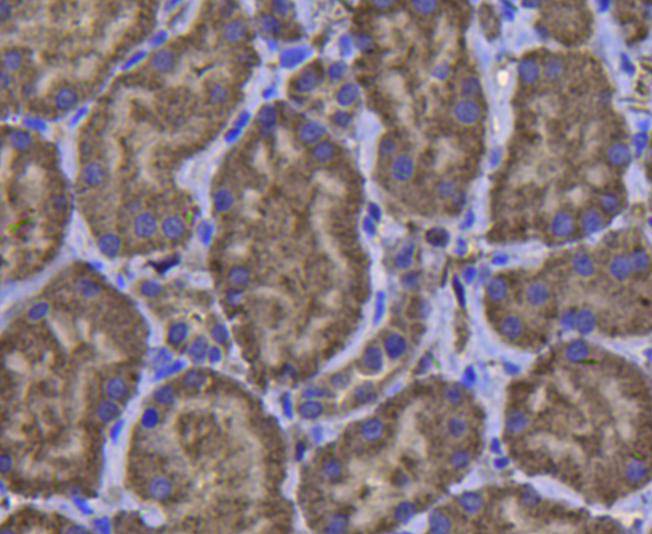 Glutathione Peroxidase 1 Antibody