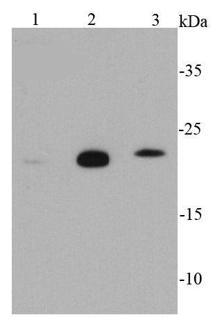 Glutathione Peroxidase 1 Antibody