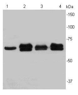 LMNB2 Antibody