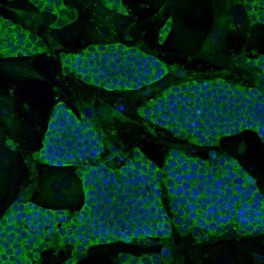 N-Cadherin Antibody