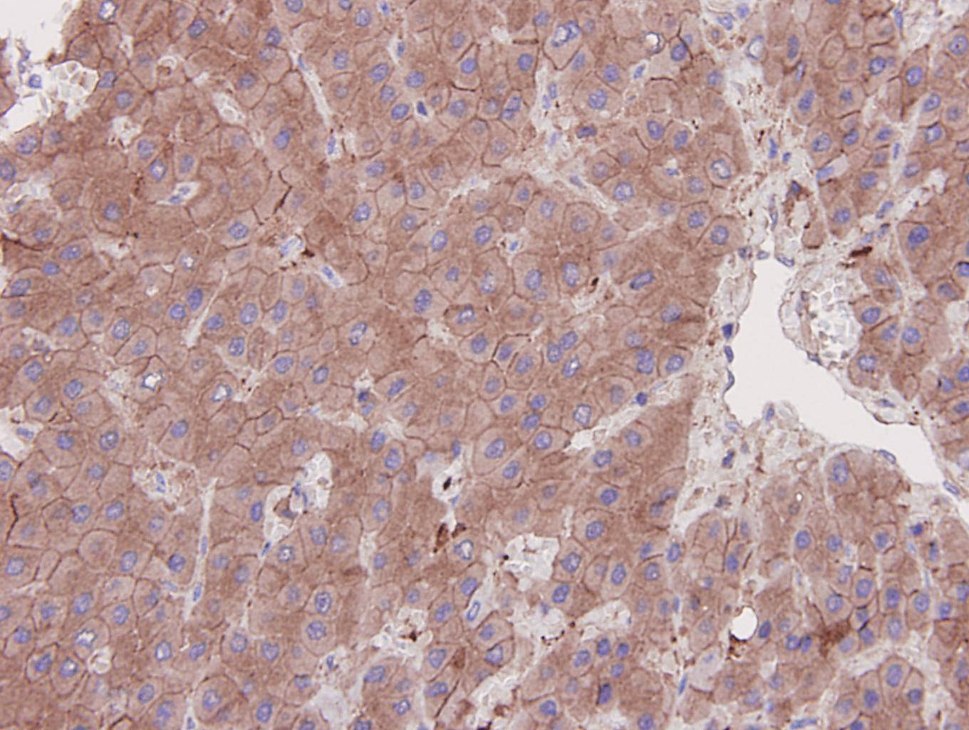 N-Cadherin Antibody