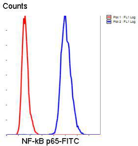 NF-κB p65 Antibody