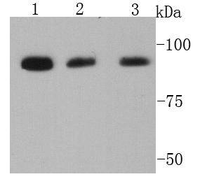 GPR49/LGR5 alpha/beta Antibody