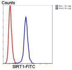 SIRT1 Antibody