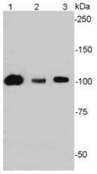 SIRT1 Antibody