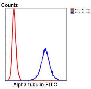 Alpha-tubulin Antibody