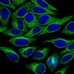 Alpha-tubulin Antibody