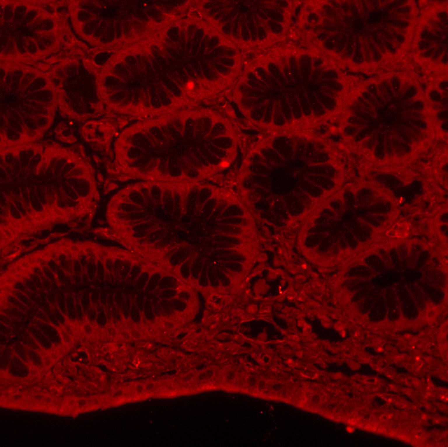 Alpha-tubulin Antibody