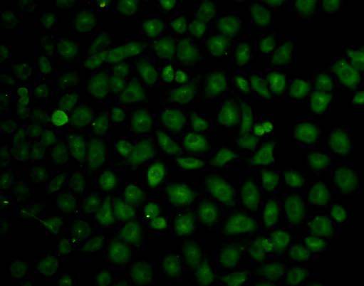 ICAM1 Antibody