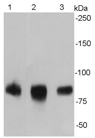 ICAM1 Antibody