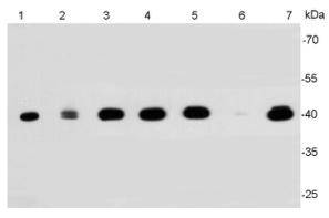 ERK2 Antibody