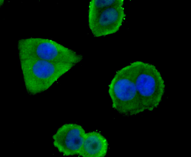 Glut-1 Antibody