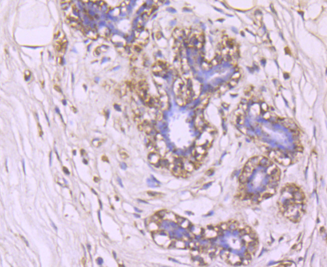 Glut-1 Antibody