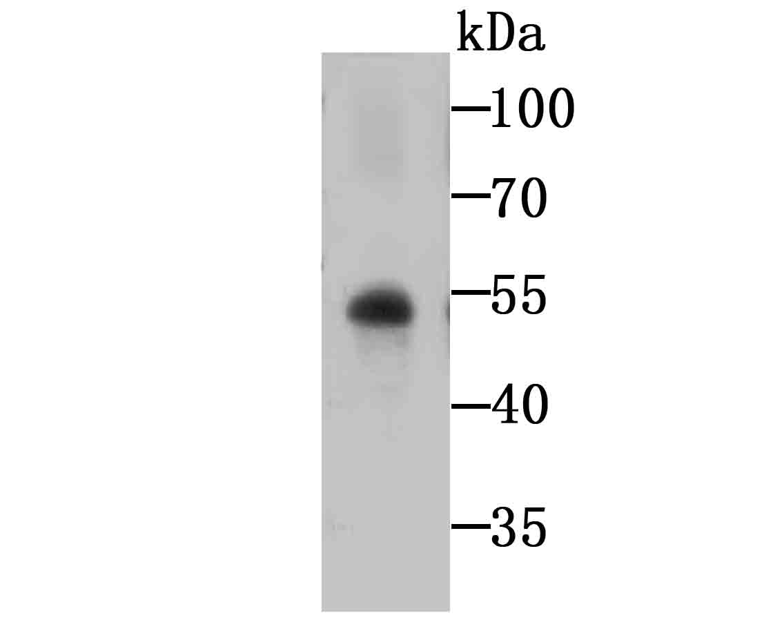 Glut-1 Antibody