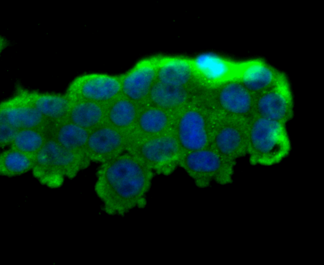 PRTN3 Antibody