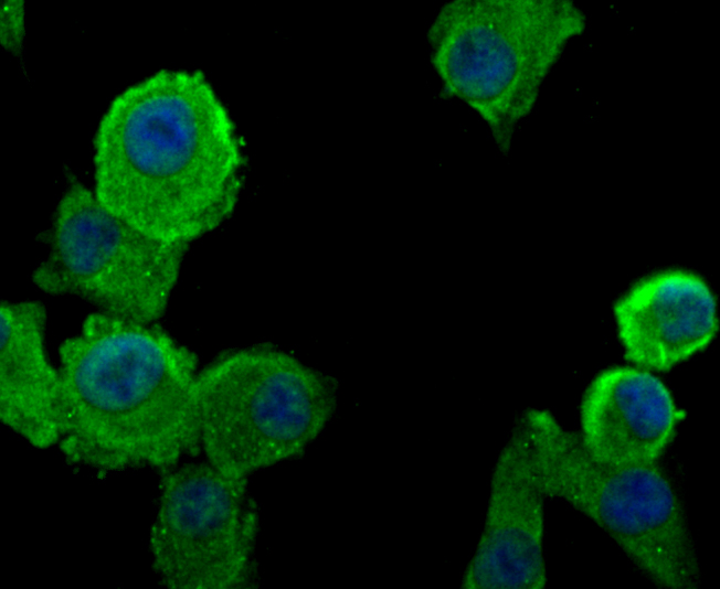 PRTN3 Antibody