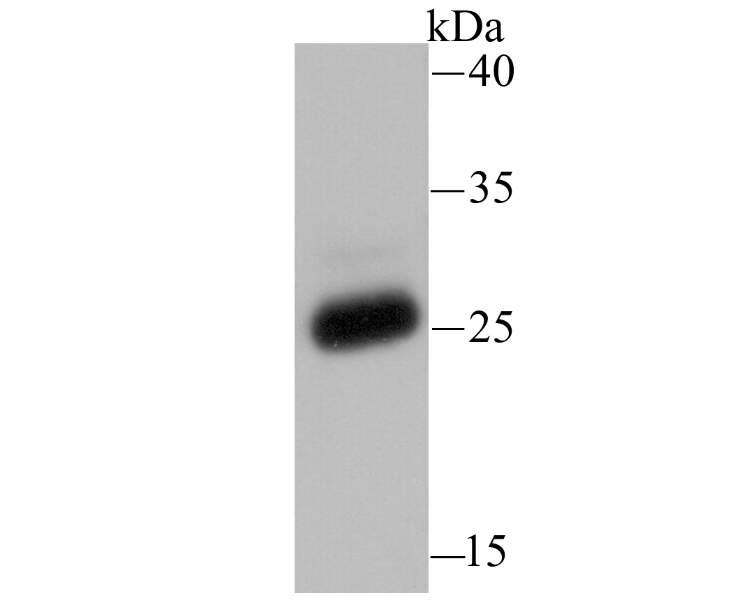 PRTN3 Antibody