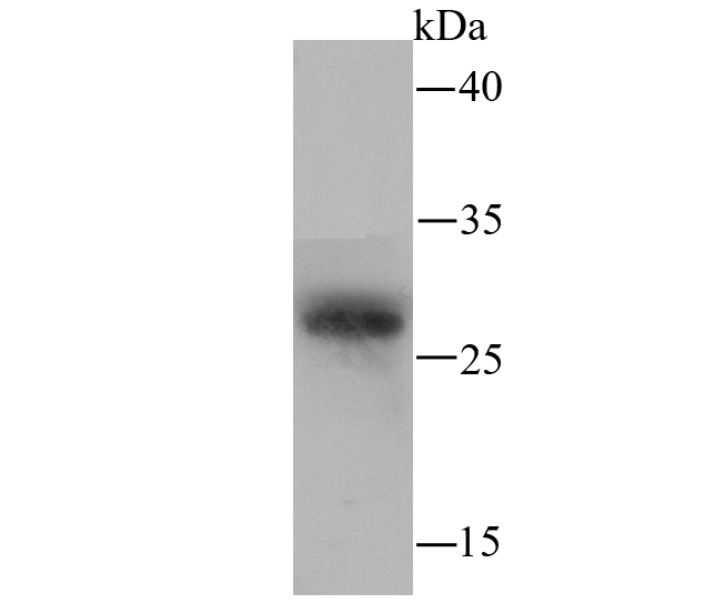 PRTN3 Antibody