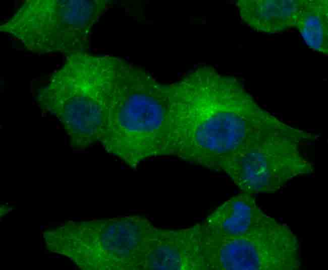 CD71 Antibody