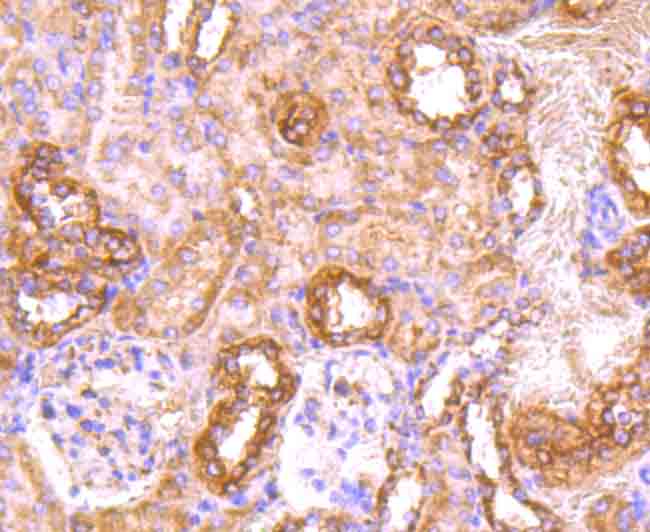 CD71 Antibody