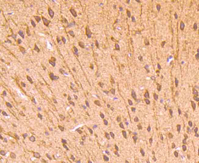 CD71 Antibody