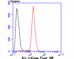 Kv1.4 Antibody