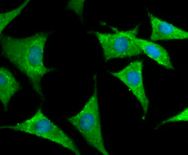 Kv1.4 Antibody