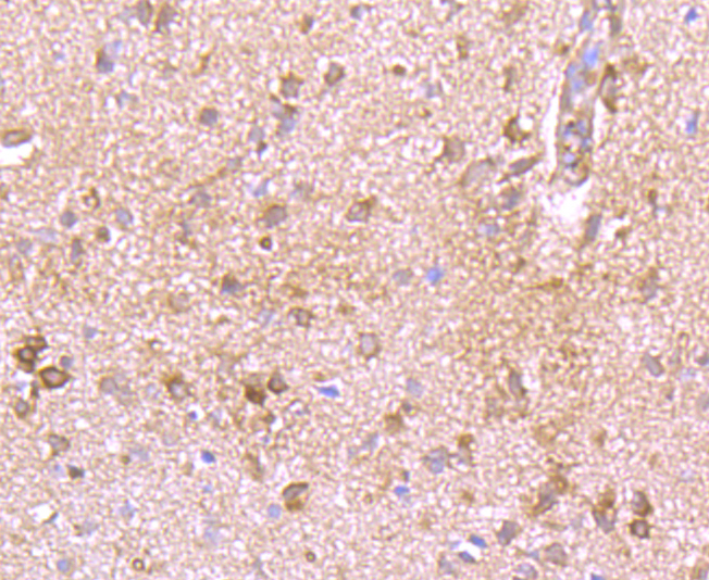 Kv1.4 Antibody